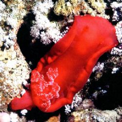 'SPANISH DANCER' Red Sea beauty - night dive. Housed Niko... by Rick Tegeler 